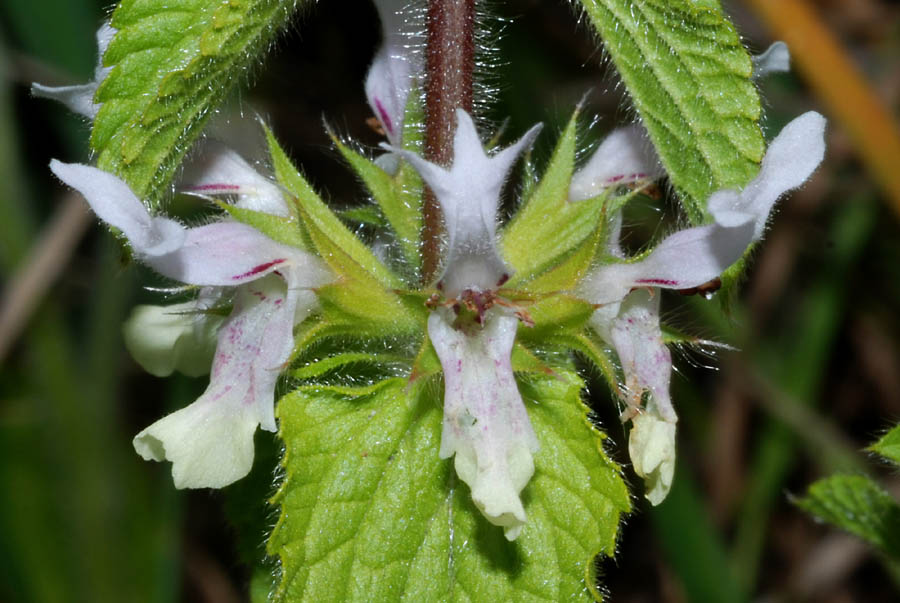 Campanula dichotoma, Stachys ocymastrum, Stachys recta